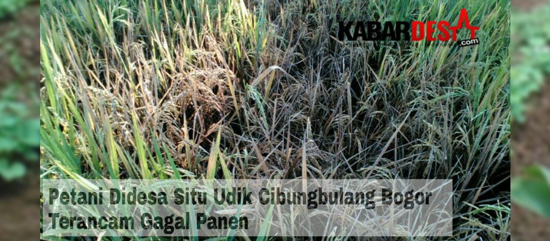 Sawah di Desa Situ Udik Mengering