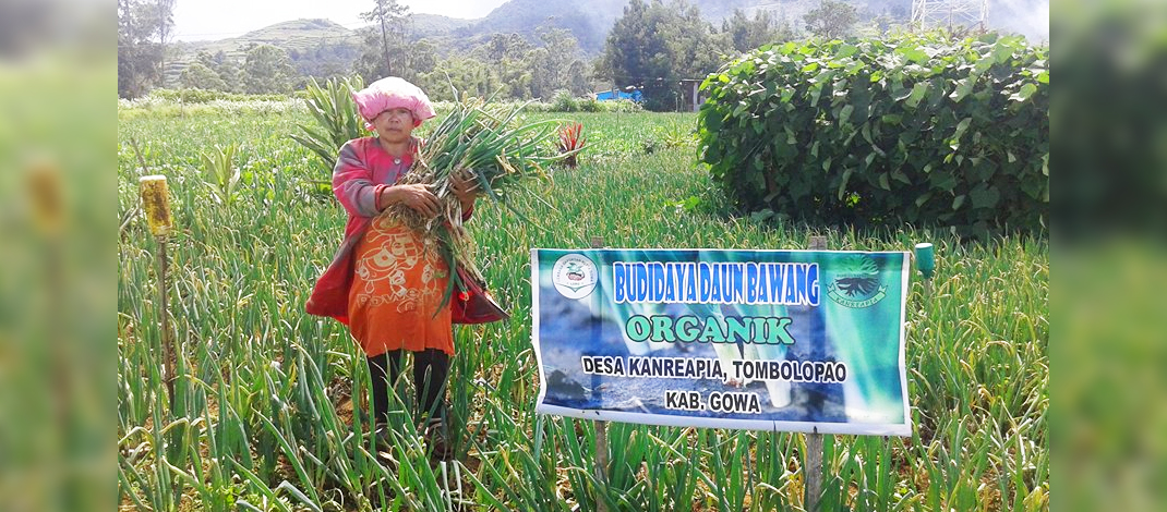 Petani Gowa Panen Daun Bawang