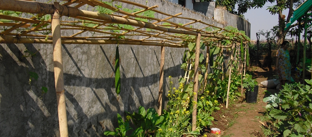 Pemanfaatan lahan sempit pekarangan rumah untuk berkebun. (foto : Darojat)