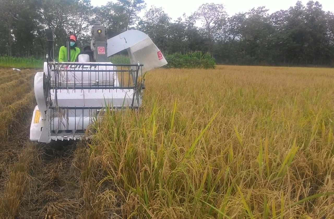 Petani Desa Bancar