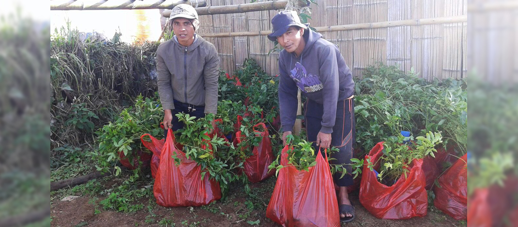 Bp. Rusli & Suardi sedang menyiapkan tanaman markisa / Foto : Jamaluddin