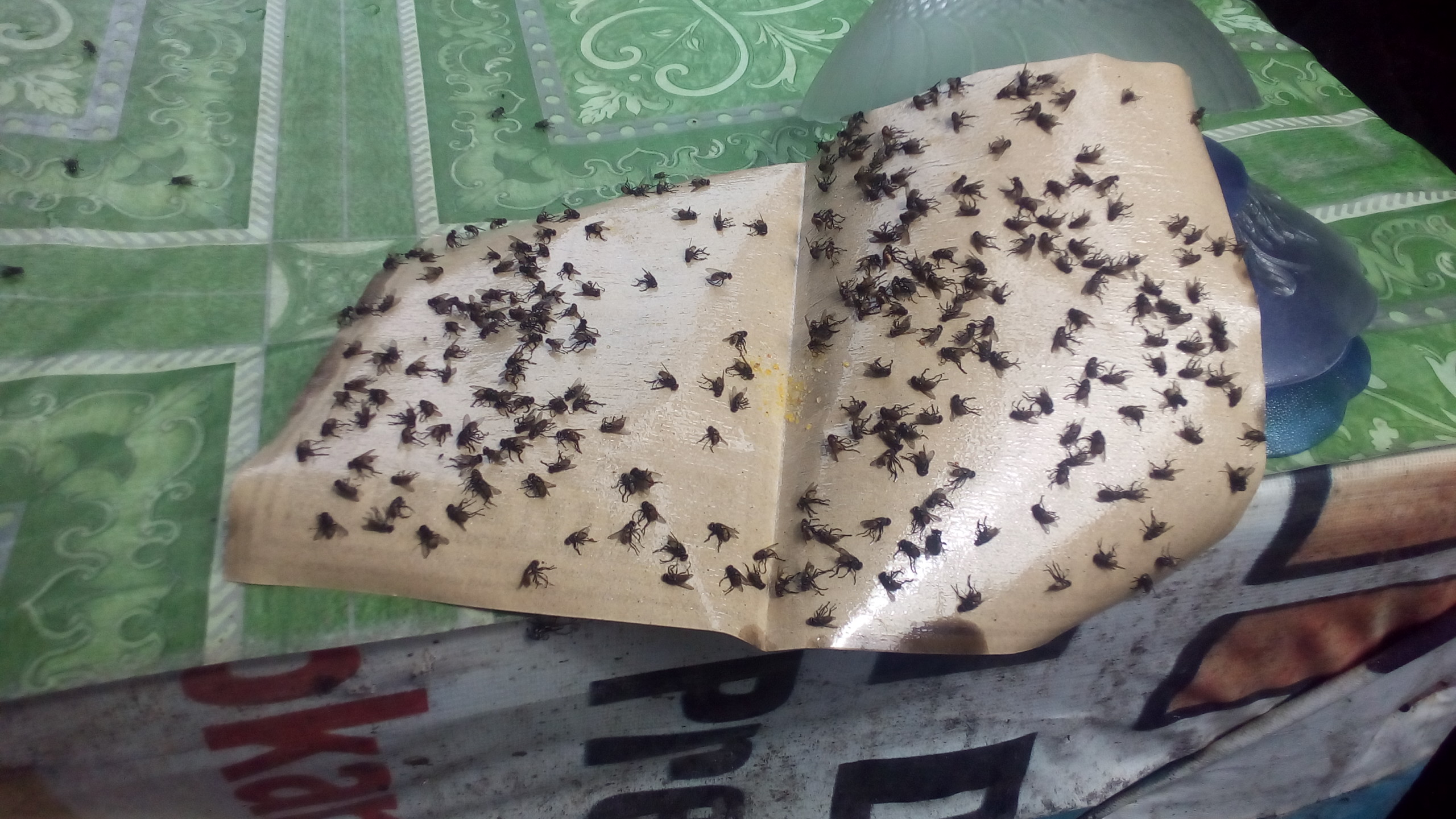 Lalat yang memenuhi kertas perangkap di warung kopi simpang empat Gampong Cot Baroh