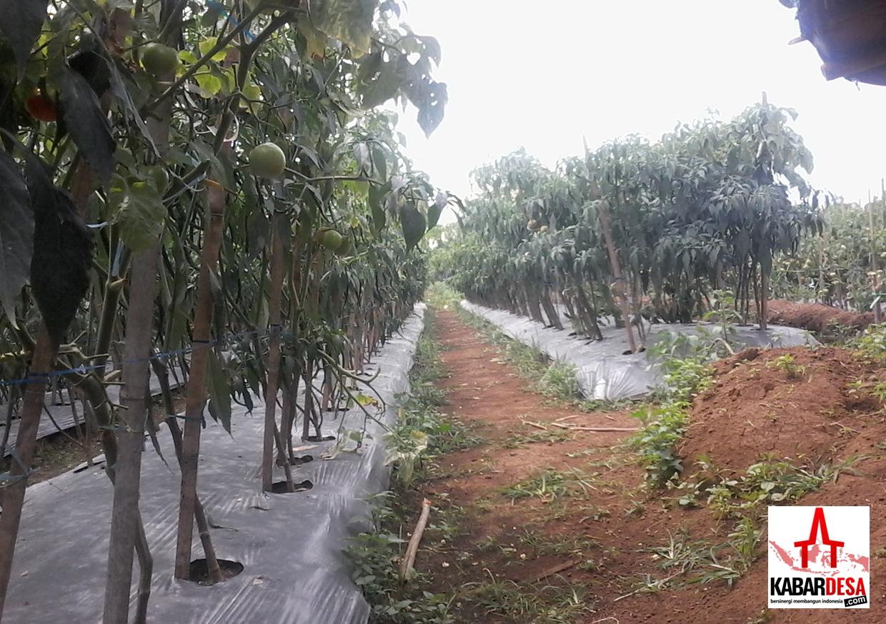 Tanaman Sayuran Pemanfaatan Lahan Sawah (Foto : Alan Gumay)