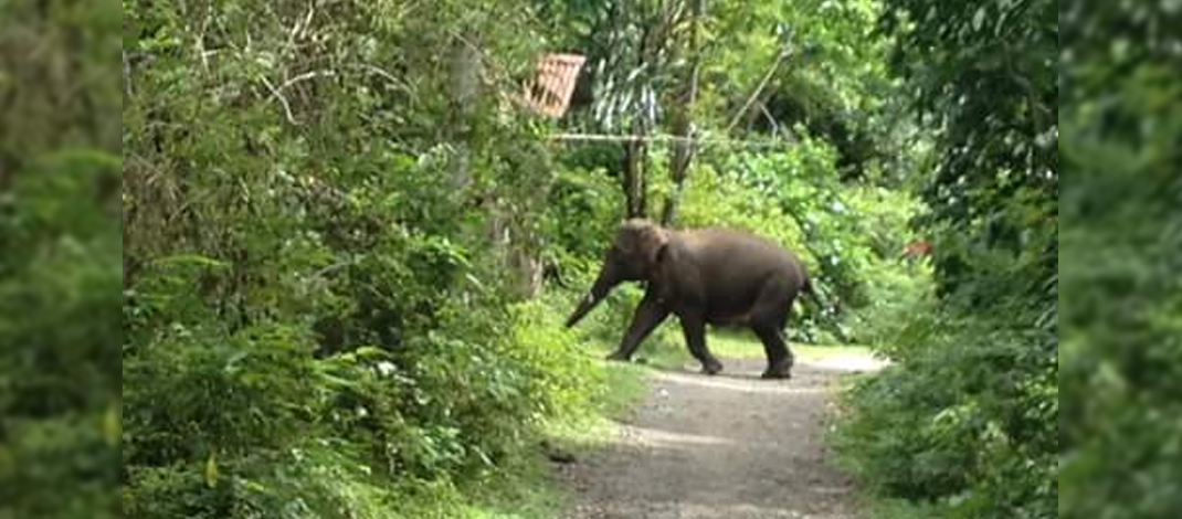 Seekor anak gajah liar sedang melintasi salah satu jalan yang biasanya dilintasi warga untuk pergi ke kebun dan ke sawah di Pemukiman Warga Lala (08/01/2016). Foto : Qamaruzzaman Lala