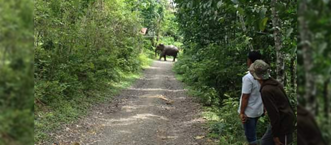 Warga sedang menghalau gajah liar di pemukiman warga Gampong Tuha Lala, Kecamatan Mila, Pidie, Aceh / Foto : Qamaruzzaman Lala