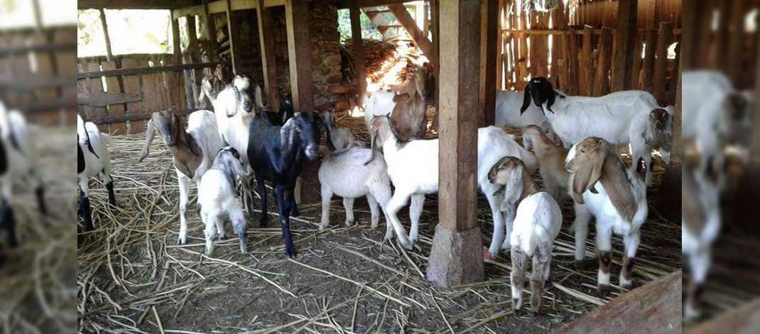 Peternakan Rumah Kambing Hidayah / Foto : Jamaluddin Dg Abu