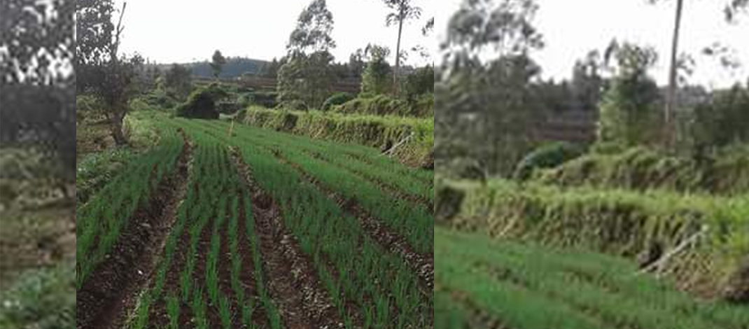 Lahan Bawang Merah di Kelurahan Balakia