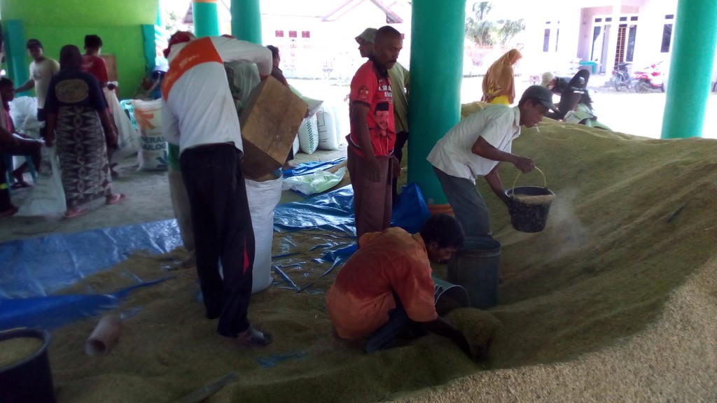 Panitia sedang mengisi padi