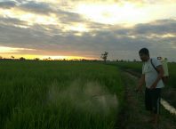 Uji Coba Pengembangan Pertanian Alami di Pinrang Pertanian Alami di Pinrang