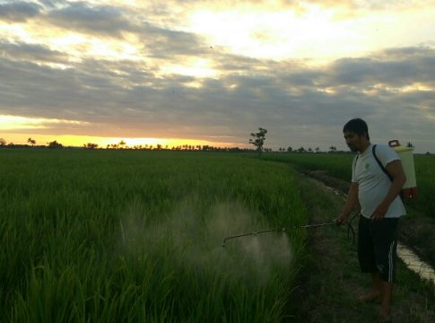 Pertanian Alami di Pinrang