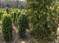 Petani Lada Belitang Satu Mulai Bangkit Lagi Pak Daiman