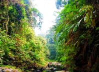 Lubuk Torok Objek Wisata Desa Siabu Yang Terabaikan Lubuk Torok