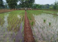 Petani Desa Bancar Mulai Tanam Padi IMG_20201231_204103-75912467
